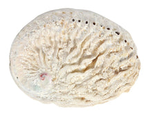 Load image into Gallery viewer, Abalone Smudging Shell