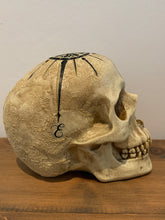 Load image into Gallery viewer, Skulls
