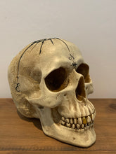 Load image into Gallery viewer, Skulls