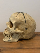 Load image into Gallery viewer, Skulls