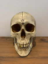 Load image into Gallery viewer, Skulls