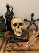 Load image into Gallery viewer, Skulls
