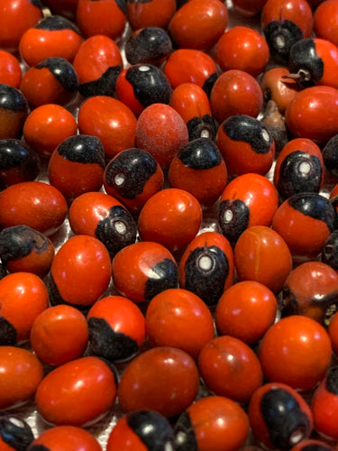 Organic Lady Bird (Peonia/ Red Chanoti) Seeds