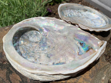 Load image into Gallery viewer, Abalone Smudging Shell